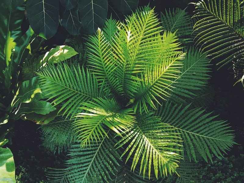 Bergamot & Wild Fern - Premium Fragrance Oil
