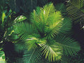 Bergamot & Wild Fern - Premium Fragrance Oil