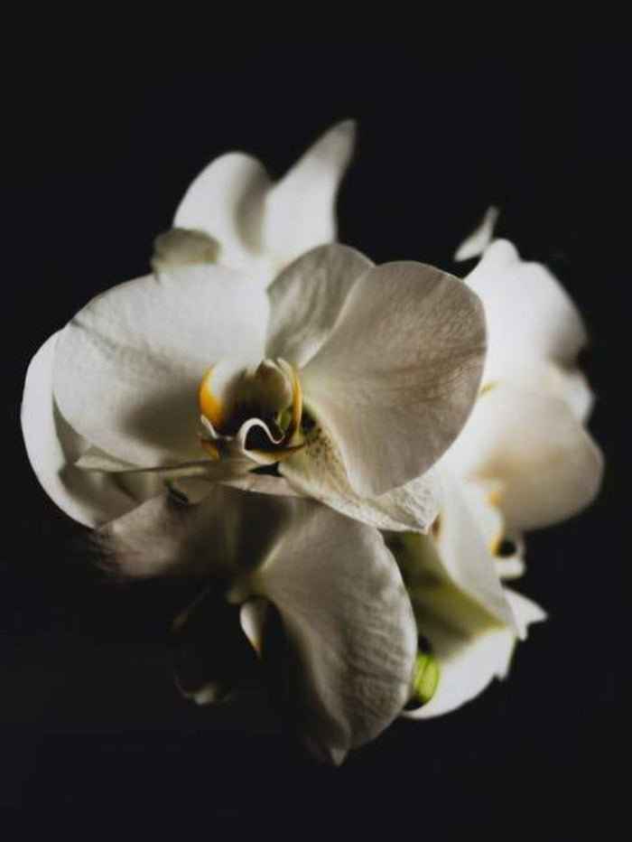 Black Orchid (Tom Ford Type) - Premium Fragrance Oil