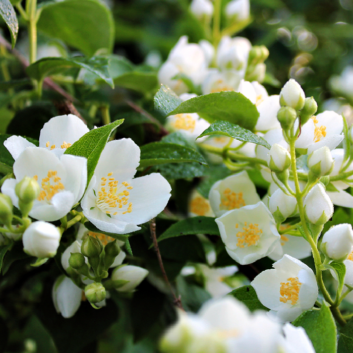 Jasmine & Green Apple (Compare to Bath & Body Works) - Premium Quality Fragrance Oil