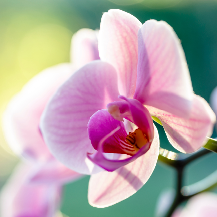 Kissed Orchid (Discontinued - Last Chance)