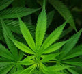 Marijuana (Discontinued - Last Chance)