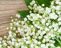 Muguet - Fresh Floral (Discontinued - Last Chance)
