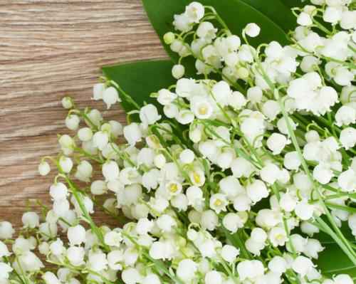 Muguet - Fresh Floral (Discontinued - Last Chance)