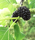 Mulberry - Premium Fragrance Oil