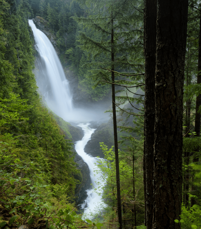 Pacific Woods - Premium Fragrance Oil