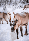 Reindeer Games - Christmas Candle Fragrance Oil