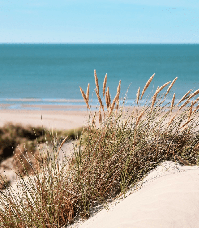 Sea Grass & Sand Dunes - Premium Fragrance Oil