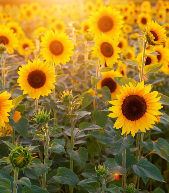 Sunflower (type) Compare to Yankee Candle - Premium Fragrance Oil