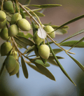 Sweet Olive Leaf - Premium Fragrance Oil